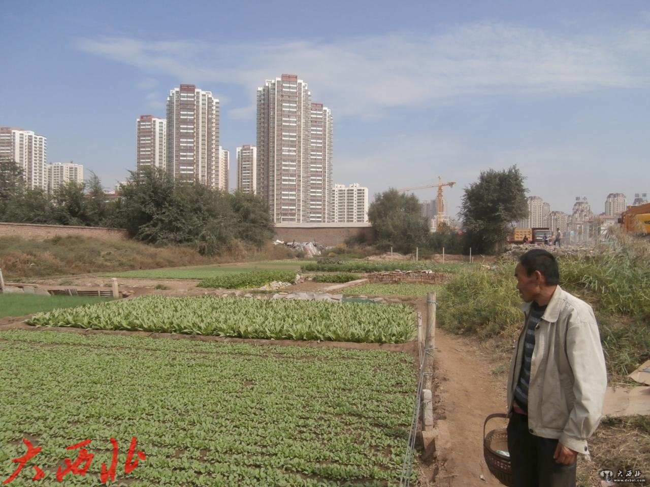 小雁灘，有100多畝的城中菜地（組圖）