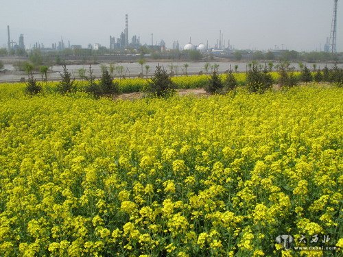 蘭州濱河路曾種植的油菜花