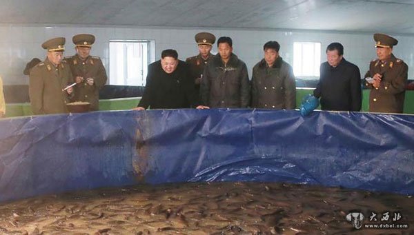 金正恩視察朝鮮三泉鲇魚廠