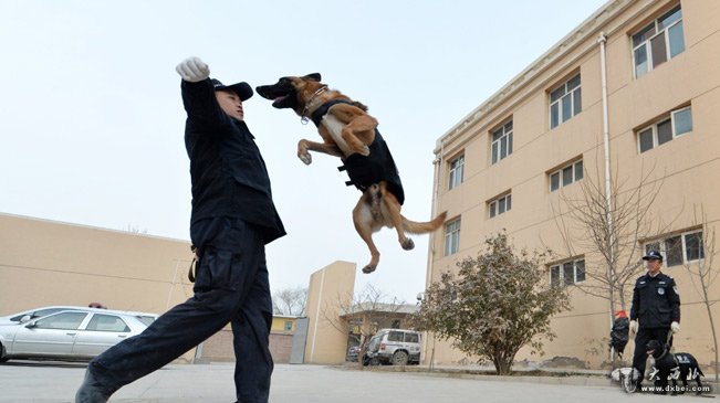 警犬“年訓”備春運