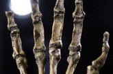 2011年9月8日，南非約翰內(nèi)斯堡，南方古猿源泉種(Australopithecus sediba)在威特沃特斯蘭德大學(xué)展出。