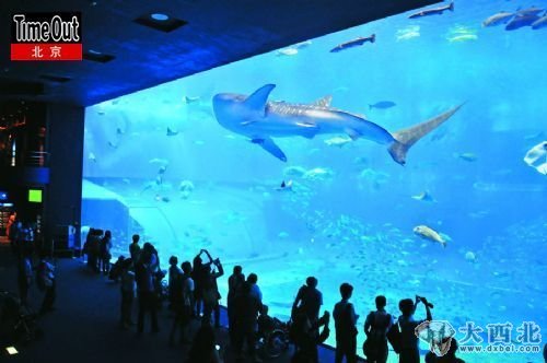 在號(hào)稱亞洲第一的“美麗海水族館”，透過(guò)隔離板看“黑潮海洋”，頓覺(jué)大自然的震撼與人類的渺小。