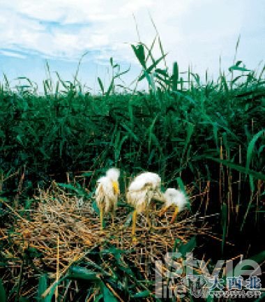 　1.清晨，小鳥在蘆葦叢中編織自己的家園。