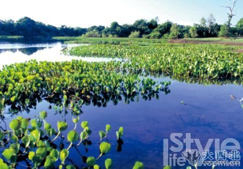 4.潘塔納爾的水生植物極為豐富，但大多數(shù)你都叫不出名字。