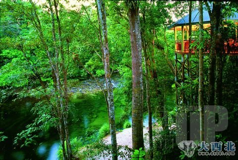 叢林中的樹屋旅館