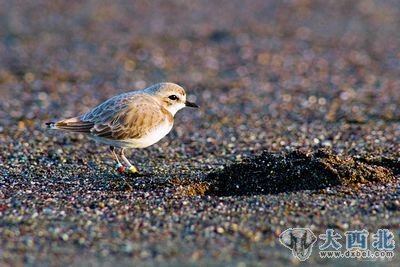 海灣中的海鳥