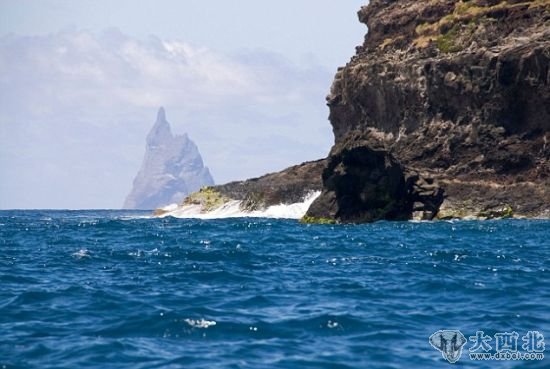 豪勛爵島柏爾金字塔：科學家認為這些竹節(jié)蟲滅絕了80年。它們是世界上最大的不能飛的竹節(jié)蟲。