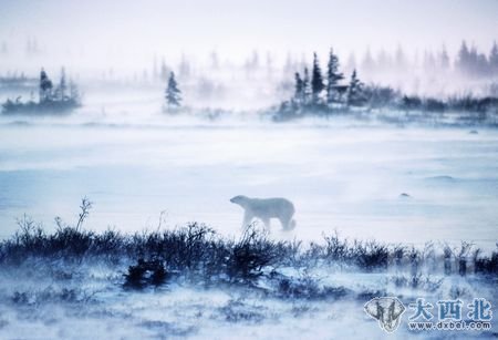 Wapusk國(guó)家公園里幾乎聚集了全部野生北極熊