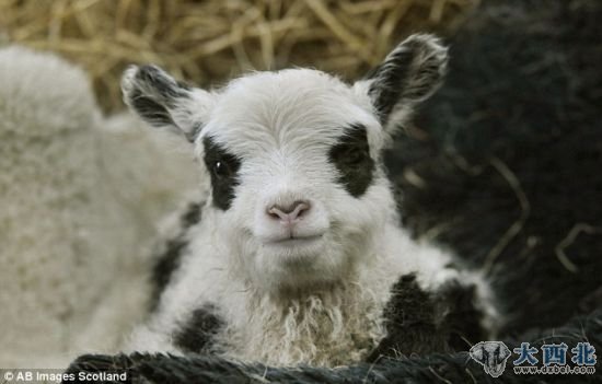 驚人的相似：這些熊貓羔羊看起來很像愛丁堡動(dòng)物園的耀眼明星。