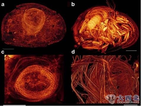 在激光掃描共聚焦顯微鏡下，研究者發(fā)現(xiàn)，介形亞綱動物的精子不僅在化石標(biāo)本中存在，也存在于當(dāng)今存活的介形亞綱動物中。