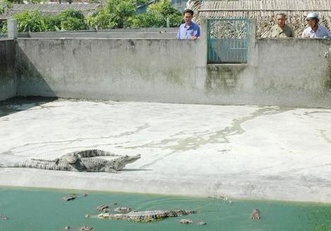 越南數(shù)百鱷魚集體出逃引發(fā)恐慌 附近小學(xué)被迫停課