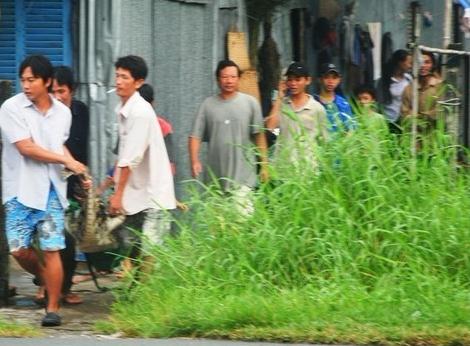 越南數(shù)百鱷魚集體出逃引發(fā)恐慌 附近小學(xué)被迫停課