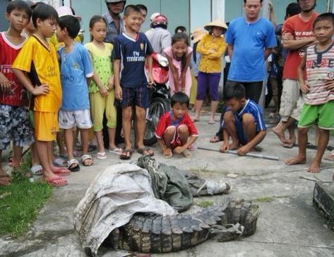 越南數(shù)百鱷魚集體出逃引發(fā)恐慌 附近小學(xué)被迫停課