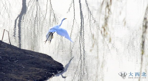 入冬以來，蘭州濕地公園來了幾只白鷺和蒼鷺，在公園的水塘嬉戲覓食。