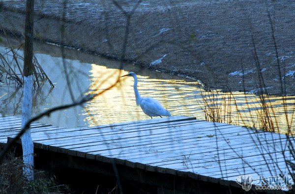 入冬以來，蘭州濕地公園來了幾只白鷺和蒼鷺，在公園的水塘嬉戲覓食。