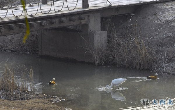 入冬以來，蘭州濕地公園來了幾只白鷺和蒼鷺，在公園的水塘嬉戲覓食。