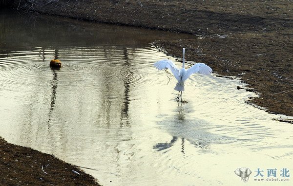 入冬以來，蘭州濕地公園來了幾只白鷺和蒼鷺，在公園的水塘嬉戲覓食。