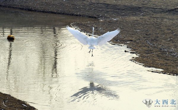 入冬以來，蘭州濕地公園來了幾只白鷺和蒼鷺，在公園的水塘嬉戲覓食。