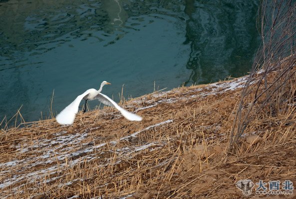 入冬以來，蘭州濕地公園來了幾只白鷺和蒼鷺，在公園的水塘嬉戲覓食。