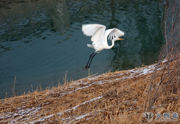 入冬以來，蘭州濕地公園來了幾只白鷺和蒼鷺，在公園的水塘嬉戲覓食。