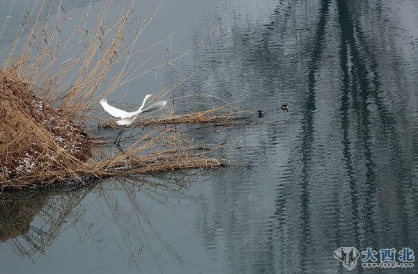 入冬以來，蘭州濕地公園來了幾只白鷺和蒼鷺，在公園的水塘嬉戲覓食。