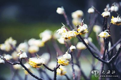 夢(mèng)花樹(shù)