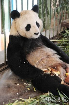 蘭州動物園回應網傳“受虐”大熊貓事件