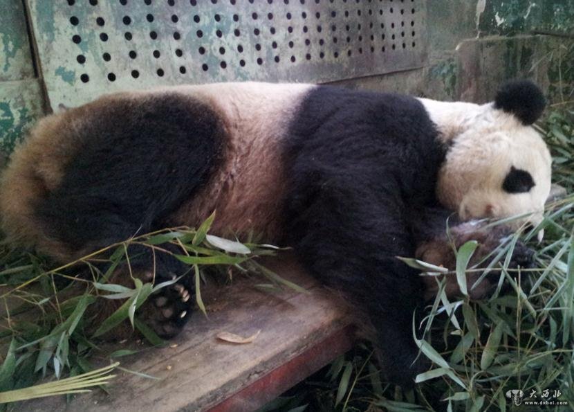 3月21日，蘭州動物園的大熊貓“蘭仔”躺在凳子上睡覺。