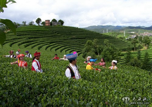 普洱茶