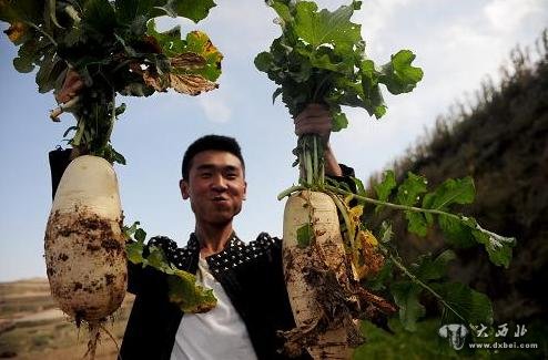 10月5日，在蘭州市榆中縣甘草店鎮(zhèn)，一位蘭州市民在展示剛剛采摘的蘿卜。新華社記者 張錳 攝