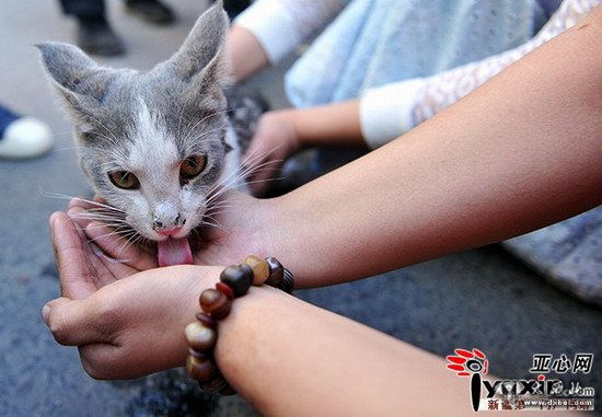 烏魯木齊一小貓被困高架 消防員將其救出