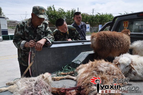 新疆巴里坤縣一村莊羊羔陸續(xù)遭狼襲？民警調(diào)查原是饑餓藏獒張血口