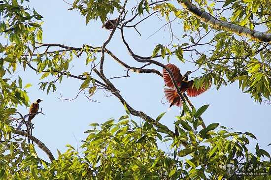 難得一見的天堂鳥——紅極樂鳥