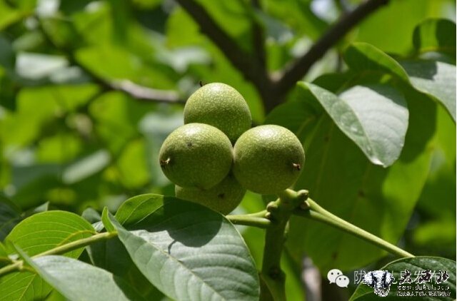 隴南禮縣：小核桃走上農(nóng)民致富大舞臺(tái)