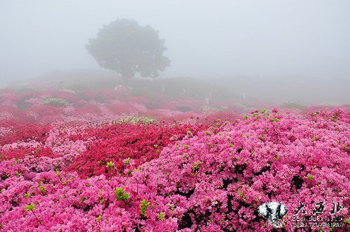 花海