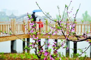 蘭州桃花節(jié)今日開幕