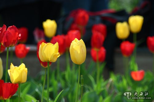 蘭州郁金香花開觀花需盡早