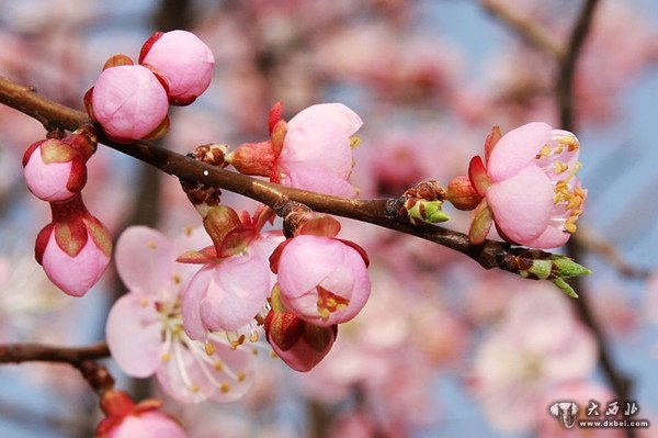 準(zhǔn)格爾杏花