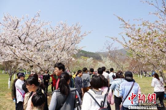 中國大連旅順國際櫻花節(jié)閉幕　楊毅　攝