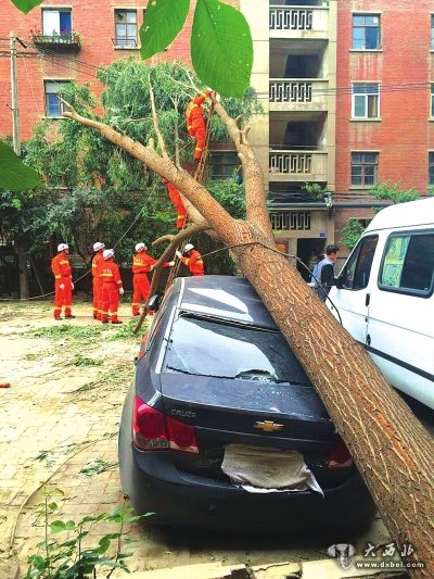 大樹(shù)壓頂轎車受傷