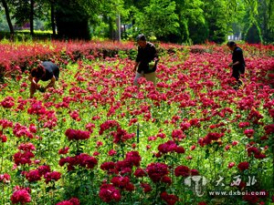 鮮花飄香濱河路