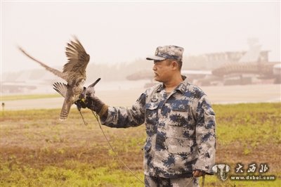 空軍某場站，負(fù)責(zé)驅(qū)鳥的獵隼站在獵鷹飼養(yǎng)班班長馬文剛的右手上。劉川 攝