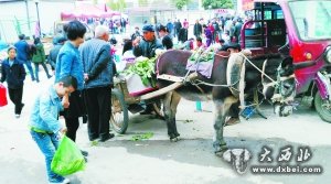 稀罕！驢拉板車街頭賣菜