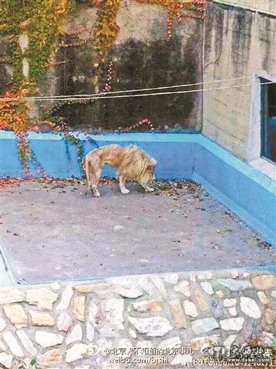 北京動物園獅子骨瘦如柴 園方：一直很瘦（圖）