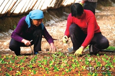 窯街煤都變綠城