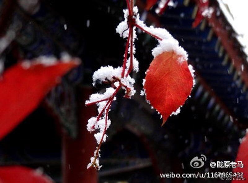 甘肅大范圍迎來降雪降溫