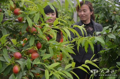 榆中油桃搶先上市 迎來采摘旺季