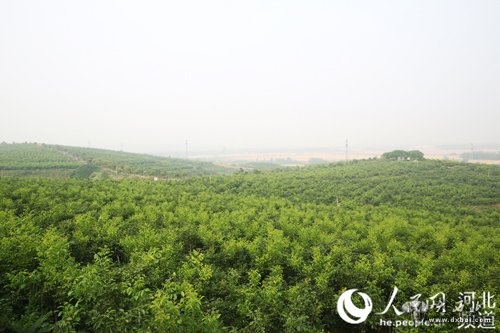 邢臺(tái)臨城縣一萬八千畝的核桃林，漫山遍野?？蓪ⅰ盎纳健弊儭敖鹕健钡睦畋淌冢瑓s永遠(yuǎn)走了……