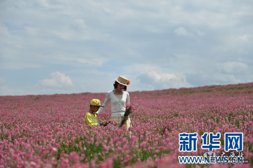 烏魯木齊：山花爛漫迎旅游旺季