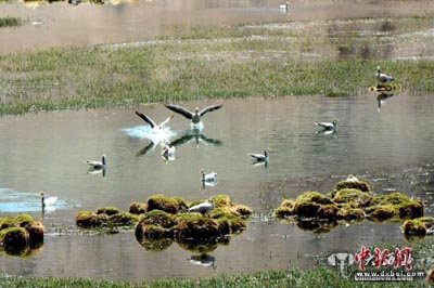 甘肅省肅北鹽池灣成為候鳥天堂